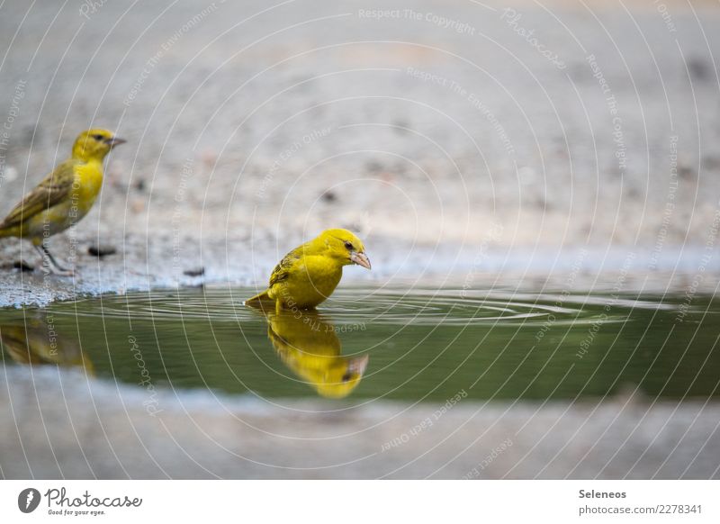 Guck mal, da ist noch einer Ferne Freiheit Sommer Umwelt Natur Wasser Tier Wildtier Vogel Tiergesicht 2 nass natürlich Pfütze Ornithologie Farbfoto