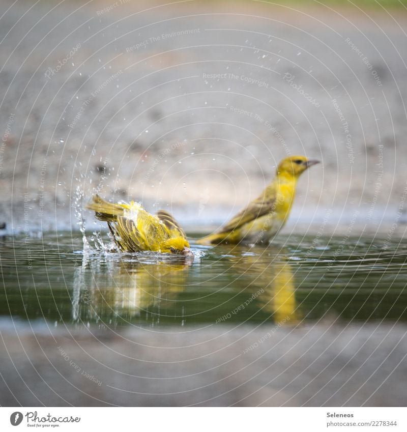 let's go for s swim Wasser Wassertropfen Sommer Tier Wildtier Vogel 2 Schwimmen & Baden nass natürlich Pfütze Ornithologie Farbfoto Außenaufnahme Tierporträt