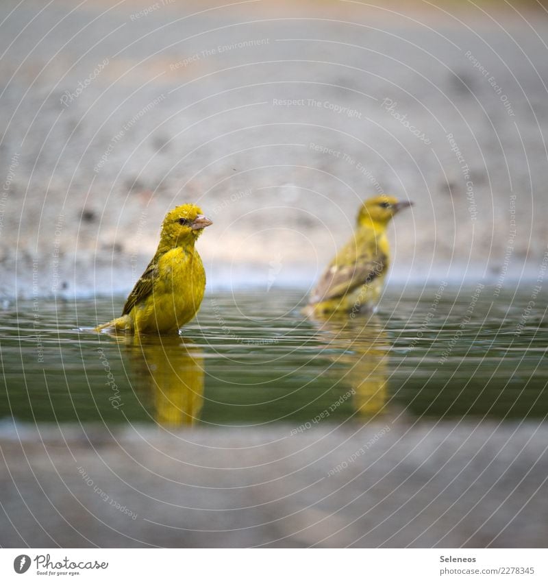 mit Goldmund Tier Wildtier Vogel Tiergesicht 2 Schwimmen & Baden nah nass natürlich Pfütze Wasser Wassertropfen Ornithologie Farbfoto Außenaufnahme