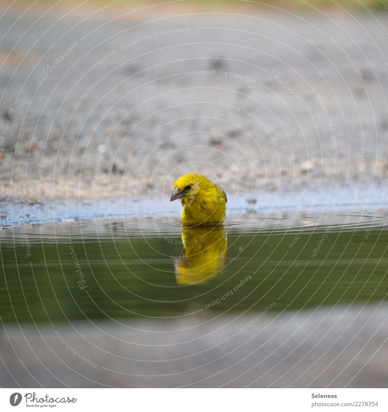 Narziss Wellness Wasser Tier Wildtier Vogel Tiergesicht 1 Schwimmen & Baden beobachten nah natürlich Glätte Pfütze Reflexion & Spiegelung Farbfoto Außenaufnahme