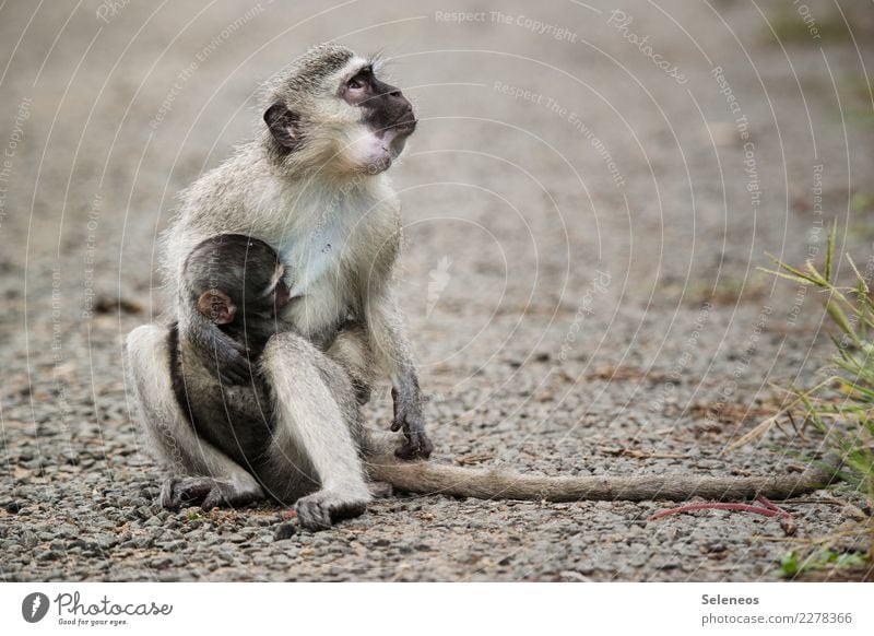 Aufpasserin Affe Affenmutter Tierbaby Safari Natur Außenaufnahme Farbfoto Tierporträt wild Wildtier niedlich Tag Menschenleer Ferien & Urlaub & Reisen Abenteuer