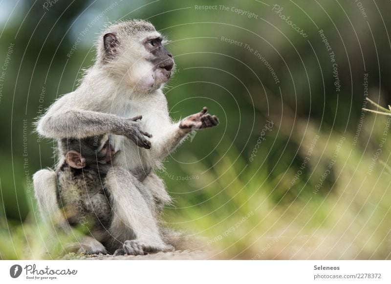 Hast du mal n bisschen Obst? Ferien & Urlaub & Reisen Tourismus Ausflug Abenteuer Ferne Umwelt Sommer Tier Wildtier Affen 2 Tierjunges Tierfamilie natürlich