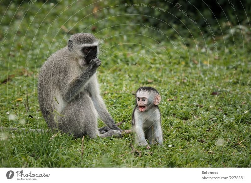 große Klappe Ferien & Urlaub & Reisen Tourismus Ausflug Abenteuer Ferne Freiheit Umwelt Natur Garten Park Tier Wildtier Tiergesicht Affen 2 Tierjunges