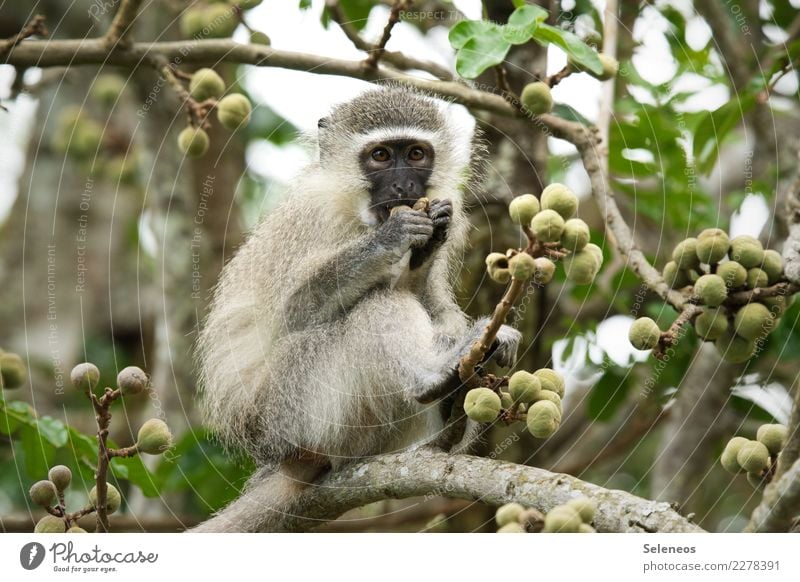 fette Beute Ferien & Urlaub & Reisen Tourismus Ausflug Abenteuer Ferne Freiheit Umwelt Natur Pflanze Baum Frucht Garten Tier Wildtier Affen 1 Essen natürlich