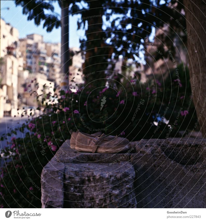 vergessen. Baum Blume Stadtrand Menschenleer Schuhe Stein dreckig ruhig Einsamkeit Farbfoto Außenaufnahme Tag Schatten Kontrast Schwache Tiefenschärfe Totale