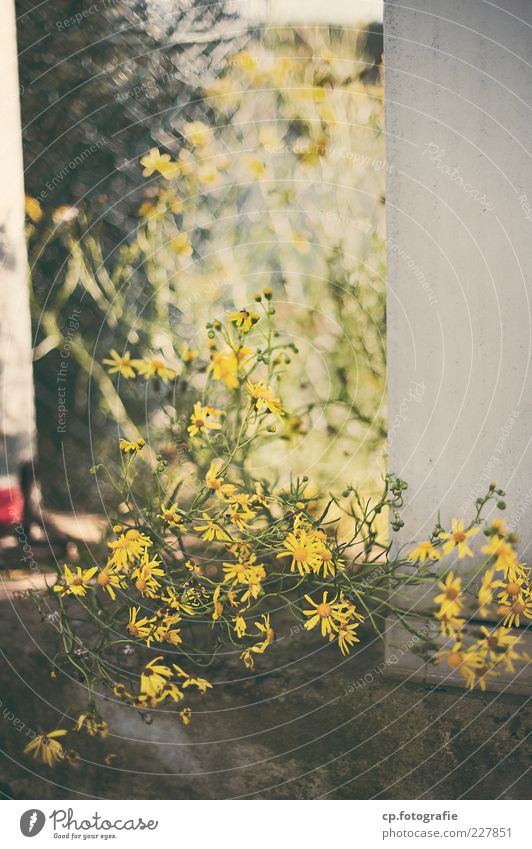 drüben an der Ecke Pflanze Sommer Herbst Schönes Wetter Blume Grünpflanze Menschenleer Mauer Farbfoto Tag Sonnenlicht Schwache Tiefenschärfe Außenaufnahme gelb