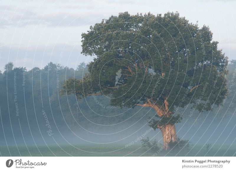 Baum auf dem Feld Umwelt Natur Landschaft Sonnenaufgang Sonnenuntergang Sommer Nebel Wald Frieden Außenaufnahme Menschenleer Morgendämmerung