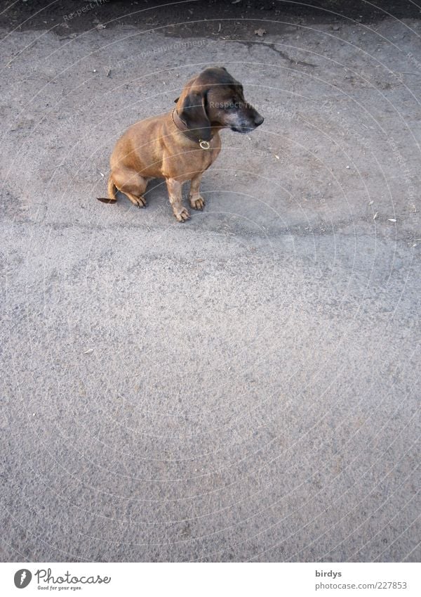 Warum Ich ???, - kleiner - alter - hässlicher - Hund ? Straße Haustier 1 Tier Blick sitzen listig Tierliebe Traurigkeit Sehnsucht Heimweh Einsamkeit warten