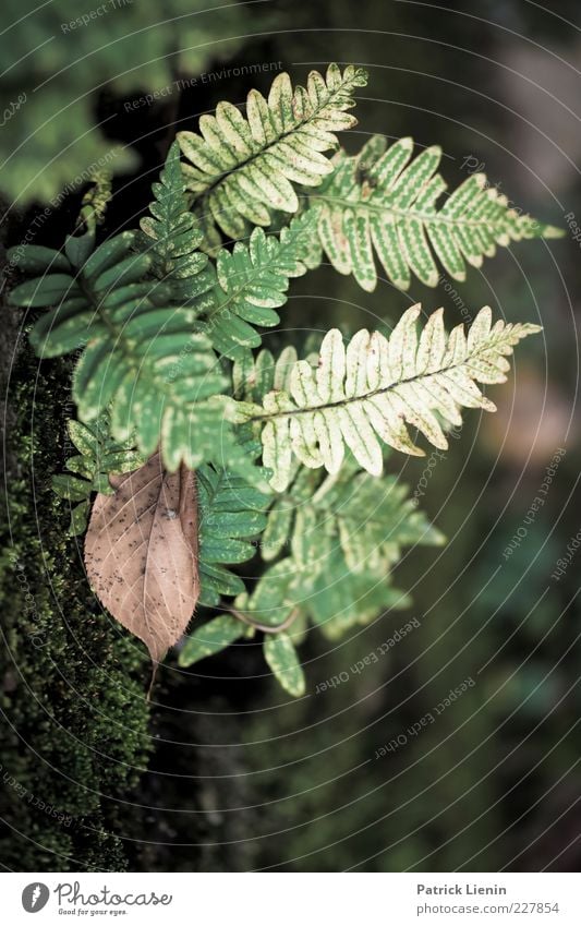 herbstfarben Umwelt Natur Pflanze Herbst Farn Grünpflanze Mauer Wand eckig hell natürlich trist trocken Stimmung vertrocknet grün Farnblatt Strukturen & Formen