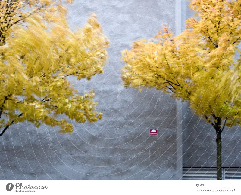 blowing in the wind Baum Haus Fassade kalt wild gelb silber weiß Leben Surrealismus Umwelt Herbst grau Farbfoto Außenaufnahme Experiment Textfreiraum unten