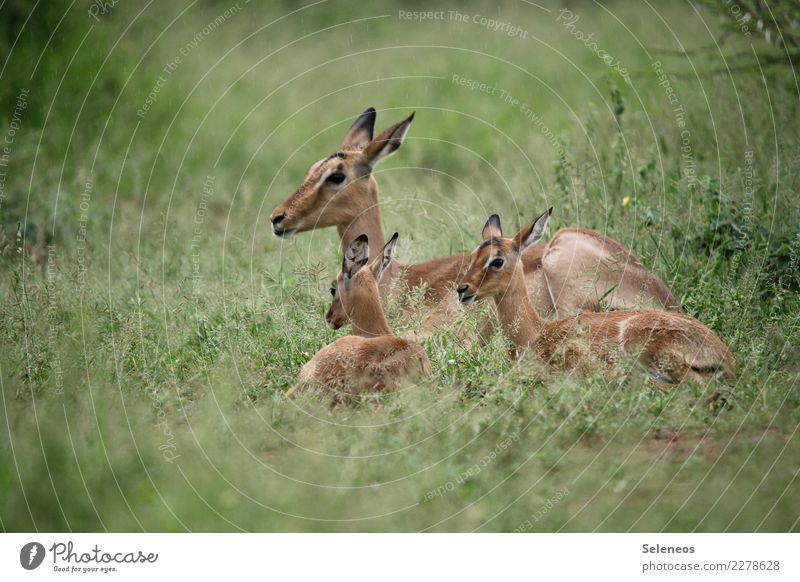 Familienbild Ferien & Urlaub & Reisen Tourismus Ausflug Abenteuer Ferne Freiheit Umwelt Natur Landschaft Park Wiese Tier Wildtier Antilopen Tierjunges