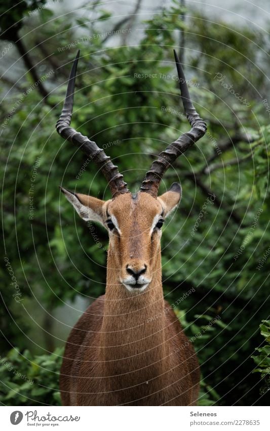 Porträt Tier Wildtier Afrika Südafrika Hörner Geweih Safari Tierporträt Natur Außenaufnahme Farbfoto Ferien & Urlaub & Reisen Tourismus Abenteuer Ausflug Ferne