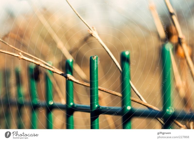 der lack ist ab Garten hell Zaun Gartenzaun Metallzaun lackiert Lack grün Pflanze Winter Frühling einfach geschlossen gefangen eingezäunt Freiheit Sehnsucht