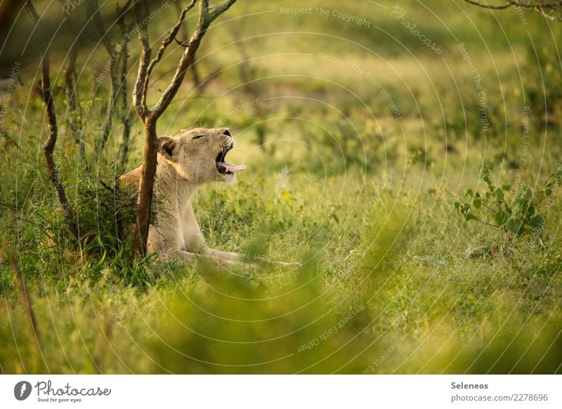 *gähn* Ferien & Urlaub & Reisen Tourismus Ausflug Abenteuer Ferne Freiheit Safari Expedition Sommer Sommerurlaub Umwelt Natur Schönes Wetter Gras Sträucher Tier