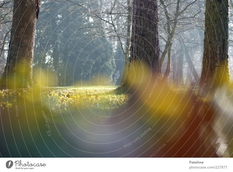 Frühling pur! Umwelt Natur Landschaft Pflanze Baum Blume Blüte Wildpflanze Park hell natürlich gelb Blühend Blühende Landschaften Winterlinge Frühblüher