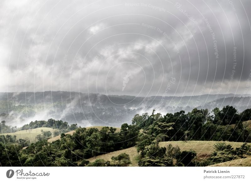 rain forest Umwelt Natur Landschaft Pflanze Urelemente Luft Himmel Wolken Gewitterwolken Sommer Klima Klimawandel Wetter schlechtes Wetter Nebel Regen Urwald