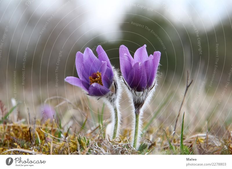 Küchenschellen Kuhschelle Blume Frühling Morgen Wiese März Blüte Pflanze schön Hahnenfuß Wald Gras Natur wild violett blau grün Blütenblatt Farbe Botanik