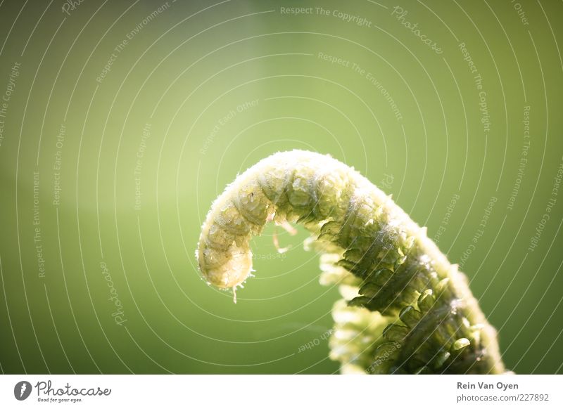 Gelocktes Blatt Pflanze Farn Wachstum frisch schön ruhig Beginn Natur grün klein Farbfoto mehrfarbig Außenaufnahme Nahaufnahme Detailaufnahme Makroaufnahme