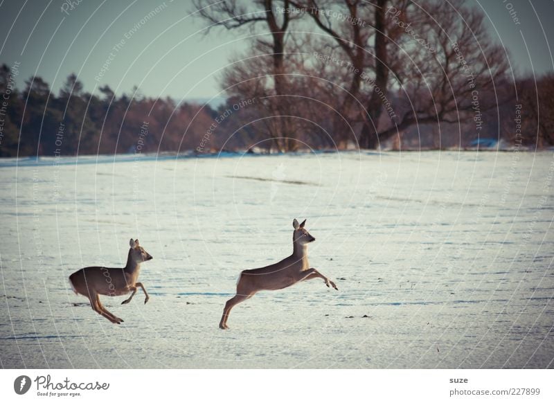 Junge Hüpfer Jagd Winter Umwelt Natur Landschaft Tier Himmel Baum Wald Wildtier 2 Tierpaar rennen springen wild Reh Flucht Zufall Bewegung Geschwindigkeit