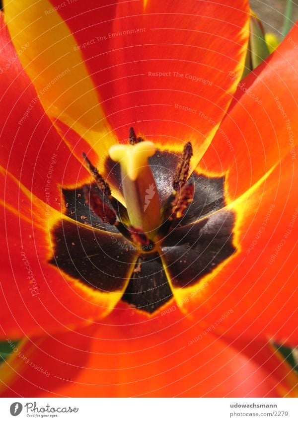 Macro Blume Makroaufnahme Blüte rot Stempel Farbe