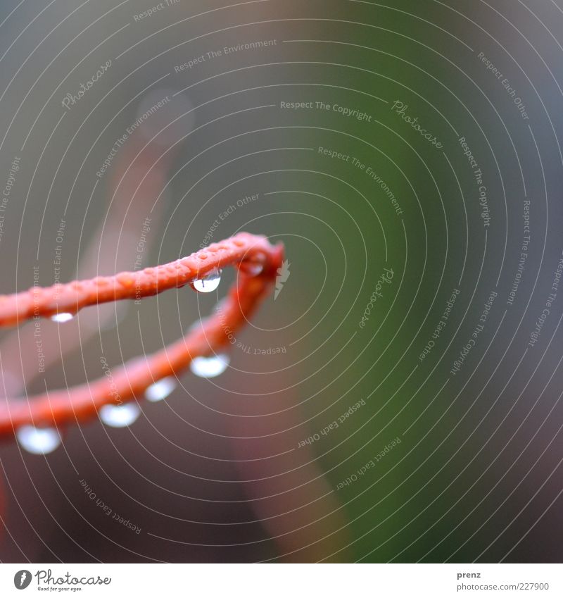 noch ein paar tropfen Umwelt Natur Pflanze Wasser Wassertropfen Regen Wildpflanze braun grün Zweig Bogen nass Farbfoto Außenaufnahme Nahaufnahme Makroaufnahme