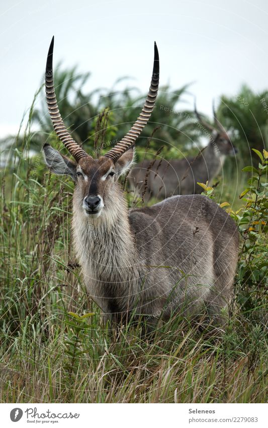 Wasserbock Ferien & Urlaub & Reisen Tourismus Ausflug Abenteuer Ferne Safari Afrika Südafrika Umwelt Natur Gras Tier Wildtier Tiergesicht Bock Horn 2 natürlich