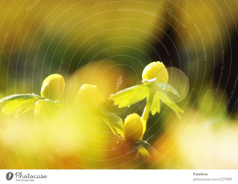 Ich träum vom Frühling... Umwelt Natur Pflanze Urelemente Wasser Wassertropfen Blume Blatt Blüte Wildpflanze hell natürlich Wärme gelb grün Winterlinge Blühend