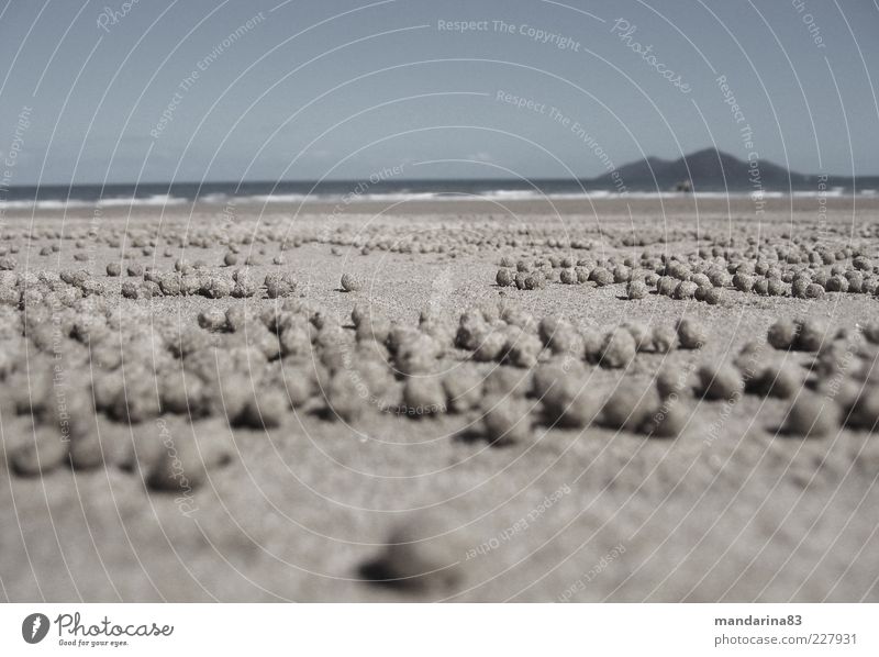 Krabbensandkugeln Landschaft Sand Himmel Wolkenloser Himmel Horizont Sommer Strand Fährte Kugel Ferien & Urlaub & Reisen außergewöhnlich Ferne Unendlichkeit