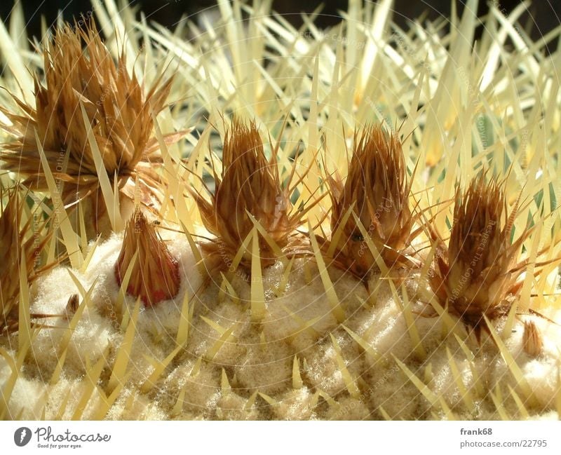 Kaktusblüte Pflanze Arizona Blume Wüste Natur Nahaufnahme