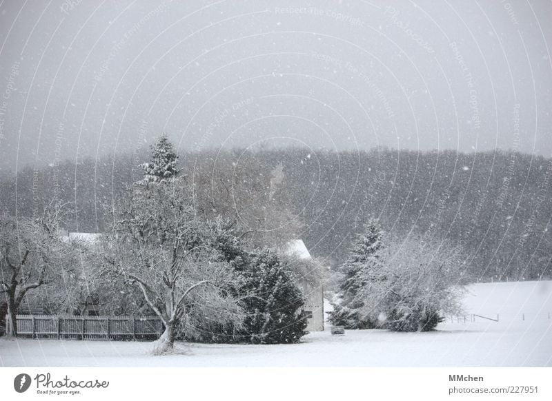 Neverending Story Natur Winter Klima Schnee Schneefall Menschenleer Haus Gebäude schwarz weiß Idylle Eifel Wald Baum Anwesen Ferien & Urlaub & Reisen Domizil