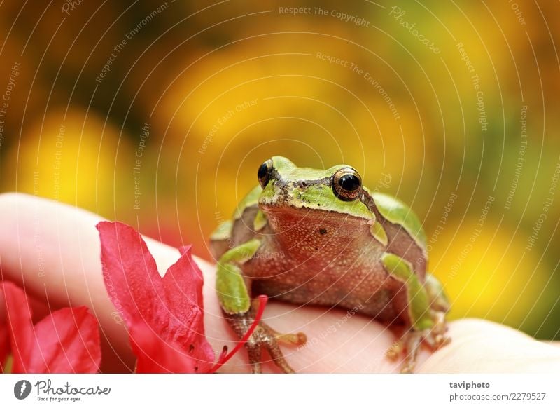 Schöner grüner Baumfrosch auf menschlicher Hand schön Haut Gesicht Leben Garten Mensch Baby Finger Umwelt Natur Tier sitzen klein natürlich niedlich wild gelb