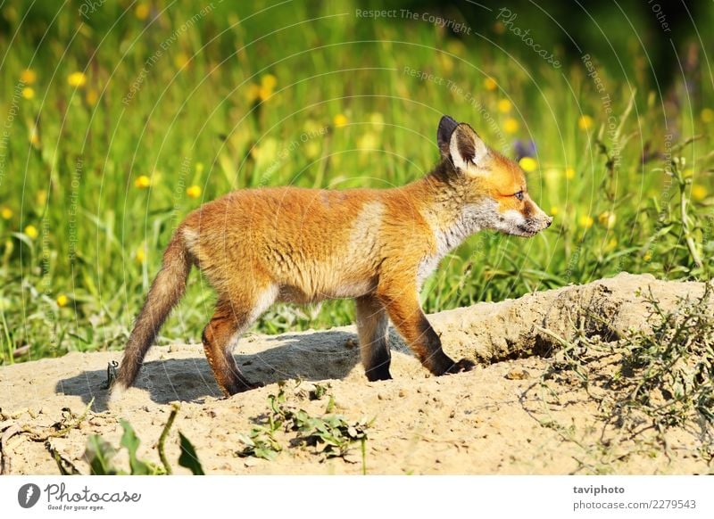 süßer junger Rotfuchs schön Gesicht Jagd Baby Familie & Verwandtschaft Natur Tier Gras Pelzmantel Hund Tierjunges klein niedlich wild braun grün rot weiß