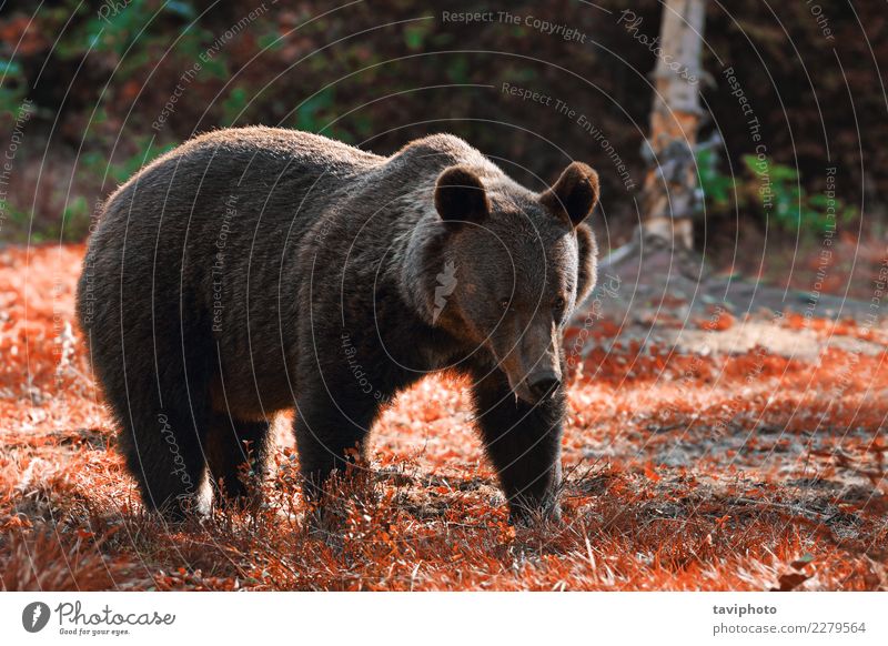 Riesiger Braunbär in freier Wildbahn Jagd Sommer Mann Erwachsene Mund Umwelt Natur Tier Herbst Park Wald Pelzmantel alt stehen muskulös natürlich stark wild