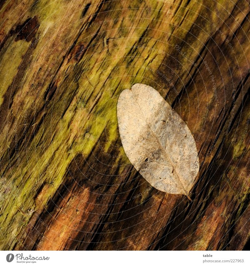 Rest Umwelt Natur Pflanze Herbst Baum Blatt Baumstamm Totholz welk alt verwittert Holz liegen trocken braun grün schwarz Ende Verfall Vergänglichkeit