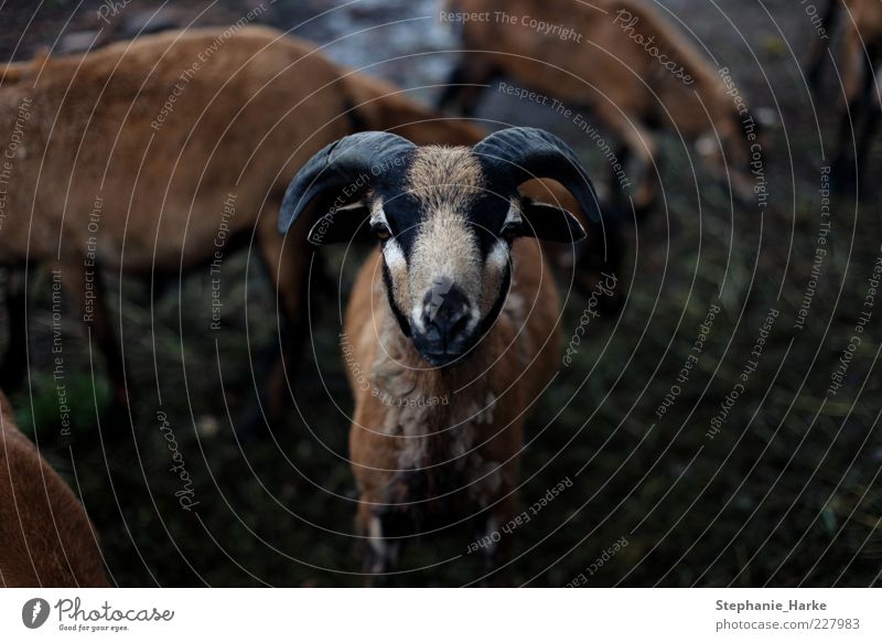 Bock Bioprodukte Auge Umwelt Natur Pflanze Tier schwarzhaarig brünett blond rothaarig Haustier Nutztier Wildtier Tiergesicht Fell bedrohlich Farbfoto