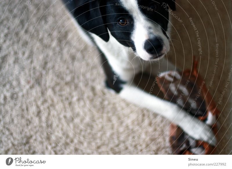 Das war ich nicht...! Hausschuhe Hund Tiergesicht Pfote 1 Teppich beobachten liegen Blick Spielen schön kaputt niedlich Neugier Überraschung entdecken