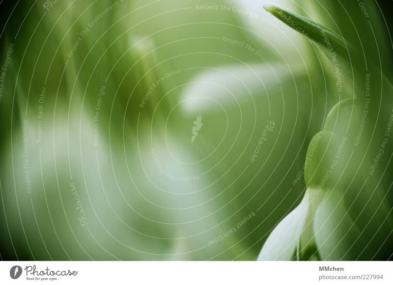 Randerscheinung Natur Pflanze Blüte Wachstum Duft frisch grün weiß Frühlingsgefühle Wandel & Veränderung Schneeglöckchen Blühend Unschärfe Intuition Farbfoto