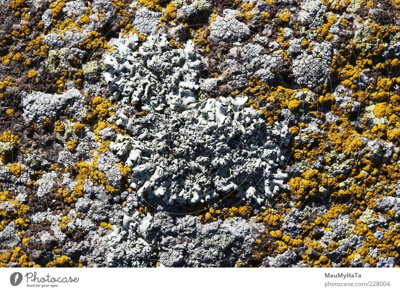 Flechte Natur Pflanze Urelemente Sonnenlicht Klima exotisch Garten Park Urwald Felsen Alpen Berge u. Gebirge chaotisch Farbe Sinnesorgane Farbfoto Außenaufnahme