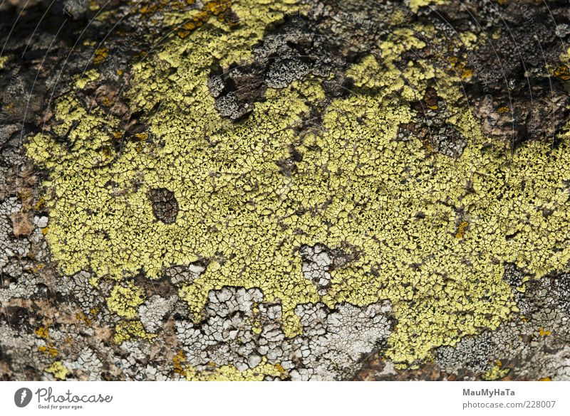 Flechte Natur Pflanze Klima Wildpflanze exotisch Garten Park Urwald Felsen Alpen Berge u. Gebirge chaotisch Kunst Leben Macht Rätsel Stil Farbfoto Außenaufnahme