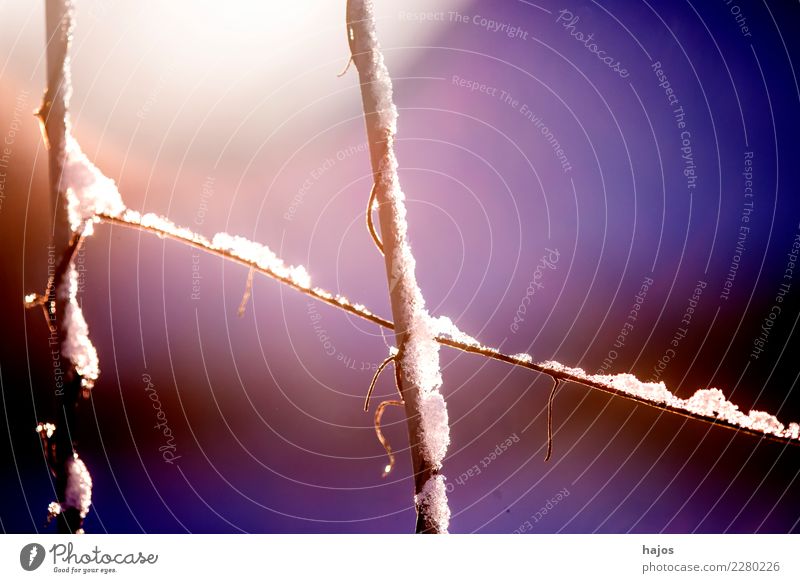 Bauzaun mit Schneehaube Winter Baustelle Natur Wetter Eis Frost kalt weiß Idylle Pause Jahreszeiten frostig sonnig Baugitter Farbfoto Außenaufnahme Tag