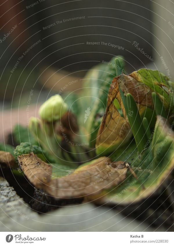 Primel befreit sich von altem Ballast Pflanze Blume Blatt Primelgewächse Beet Stein Duft dehydrieren Wachstum neu braun gelb grau grün Narzissen Farbfoto