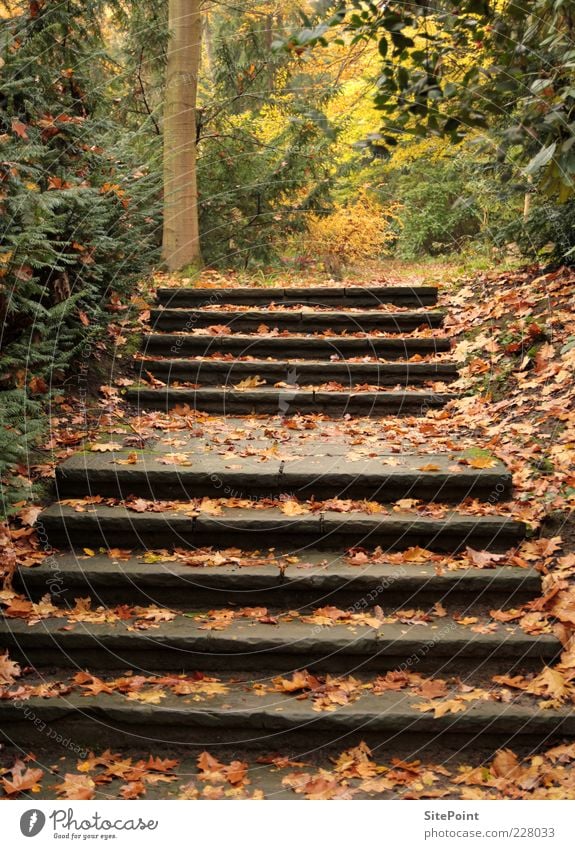 Herbstspaziergang ruhig Ausflug Umwelt Natur Landschaft Pflanze Baum Wildpflanze Wald Treppe Blatt Stein Farbfoto Außenaufnahme Menschenleer Tag Steintreppe