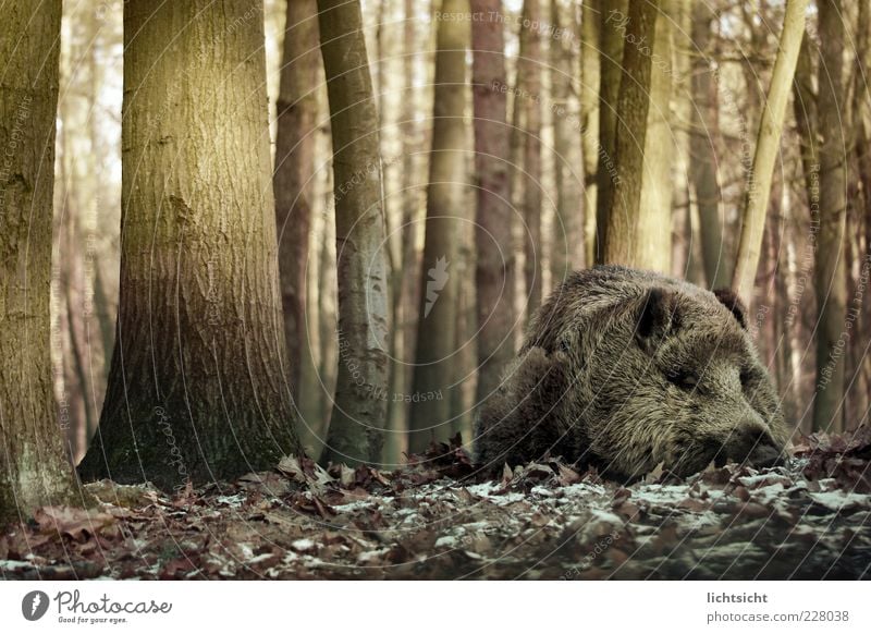 Wildschwein schläft Natur Herbst Winter Eis Frost Baum Wald Tier Wildtier Fell 1 liegen schlafen träumen braun grün ruhig Frühjahrsmüdigkeit Müdigkeit Baumstamm