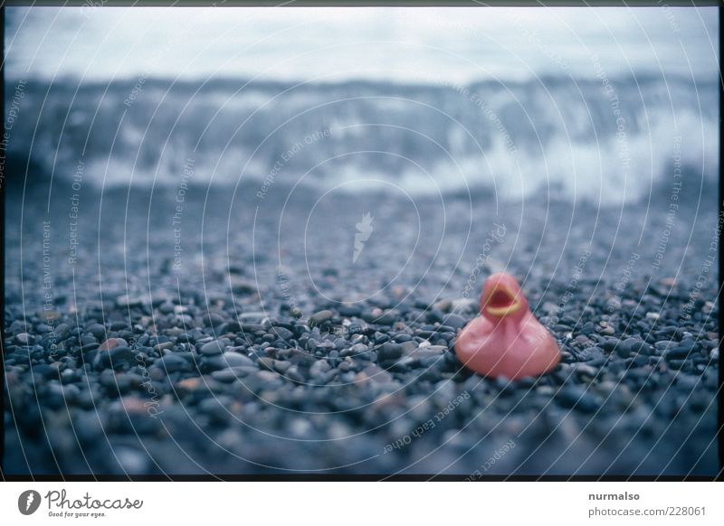 ganz alleine Strand Meer Wellen Natur Wasser quitscheente trashig Einsamkeit Gedeckte Farben abstrakt Froschperspektive Badeente 1 Menschenleer Steinstrand