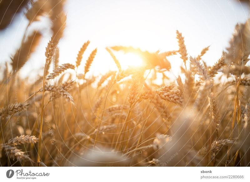 corn is what i need Umwelt Natur Landschaft Pflanze Erde Himmel Sonne Sonnenaufgang Sonnenuntergang Sonnenlicht Gras Sträucher Nutzpflanze Kornfeld