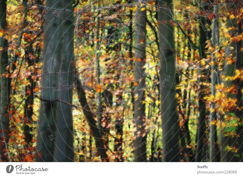 Herbstimpression Stimmungsbild Herbstwald herbstliche Impression Waldbaden Herbstbild dichter Wald Herbstromantik Laubbäume Waldstimmung Herbstgefühle