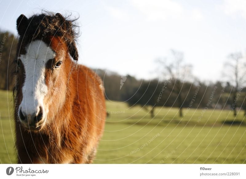 verpeiltes Pferd auf einer Wiese!!! Natur Landschaft Wolkenloser Himmel Sonne Schönes Wetter Gras Hügel Tier Nutztier Wildtier Tiergesicht 1 alt authentisch