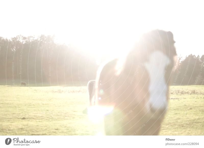 viel Sonne und ein Pferd! Leben Lampe Natur Landschaft Tier Wolkenloser Himmel Schönes Wetter Baum Pony Nutztier Tiergesicht authentisch stark braun schwarz