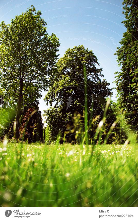 Sehnsucht ruhig Sommer Himmel Frühling Schönes Wetter Baum Blume Gras Blatt Garten Park Wiese Blühend Wachstum groß positiv grün Erholung Pause Sommertag