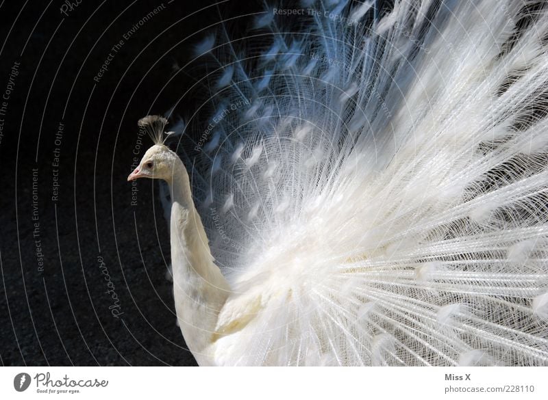 Weiß Tier Vogel 1 elegant weiß Hochmut Stolz ästhetisch Pfau Pfauenfeder Feder selten Albino Farbfoto Außenaufnahme Menschenleer Textfreiraum links Sonnenlicht